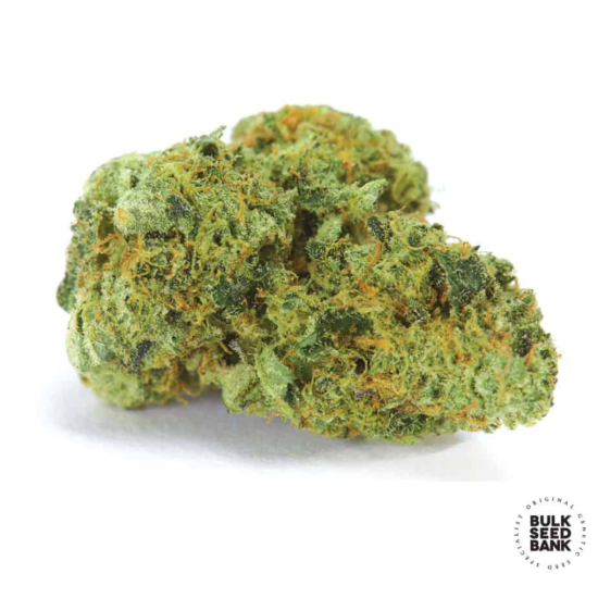 NORTHERN LIGHT